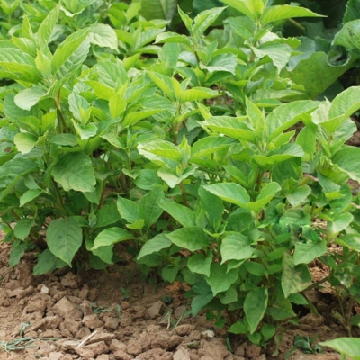 赤峰農(nóng)研種子公司電話號碼-第1張圖片