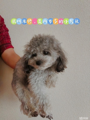 赤峰寵物店兼職電話號(hào)碼多少-第1張圖片