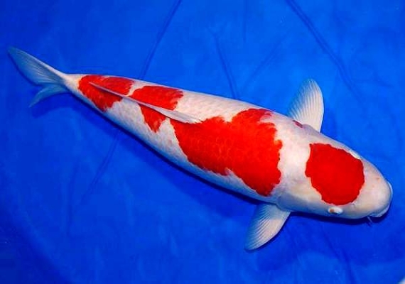 赤峰超大錦鯉魚市場電話號碼-第1張圖片