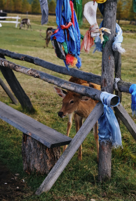 赤峰紅山小神鹿幼兒園電話號(hào)碼-第1張圖片