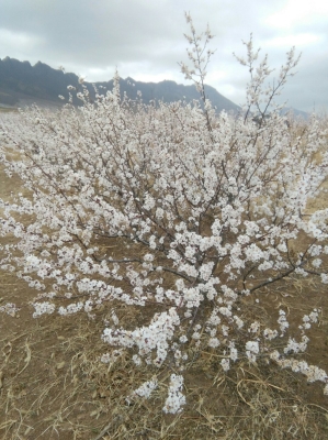 赤峰柏雪古箏工作室電話號碼-第1張圖片