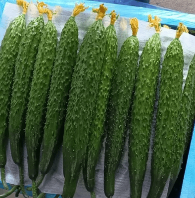 赤峰黃瓜價格-第1張圖片