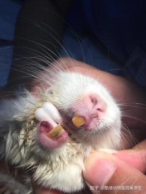 赤峰龍貓活體醫(yī)院電話號碼查詢-第1張圖片