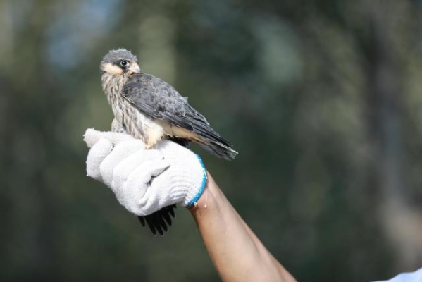 赤峰動(dòng)物救助站瑞云路電話號(hào)碼-第1張圖片