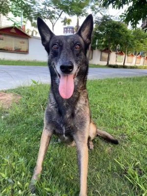 赤峰狼青領(lǐng)養(yǎng)中心電話號碼查詢-第1張圖片