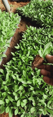 赤峰活體豆苗種植基地電話號(hào)碼-第1張圖片