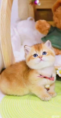 赤峰同城收貓的電話號(hào)碼多少-第1張圖片