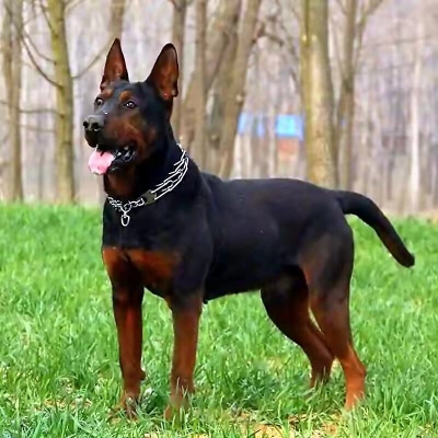 赤峰紅山區(qū)收狗電話號(hào)碼-第1張圖片