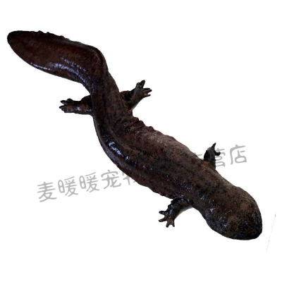 赤峰活魚水產(chǎn)市場地址電話號(hào)碼-第1張圖片