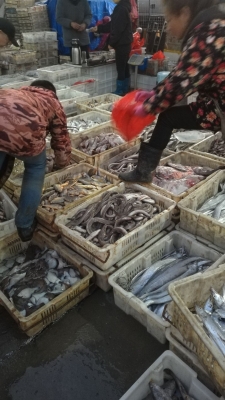 赤峰兔架批發(fā)市場電話號碼-第1張圖片