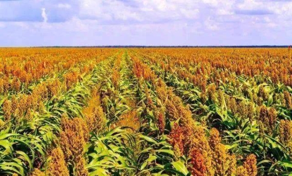 赤峰市敖漢旗中國(guó)黃金店電話(huà)號(hào)碼-第1張圖片