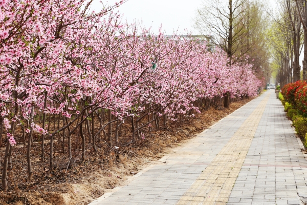滑縣到赤峰直通車電話查詢號碼-第1張圖片