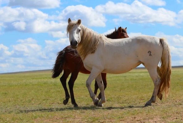 赤峰市蒙古馬鞋店地址電話號碼-第1張圖片