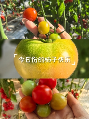 赤峰市水果柿子采摘園電話號(hào)碼-第1張圖片