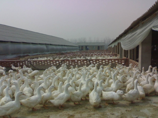 赤峰浩欣養(yǎng)殖廠電話地址查詢-第1張圖片