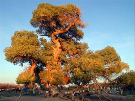 赤峰圣華家具實(shí)體店電話號(hào)碼-第1張圖片