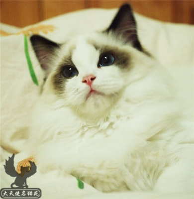 赤峰附近幼貓出售電話是多少號-第1張圖片