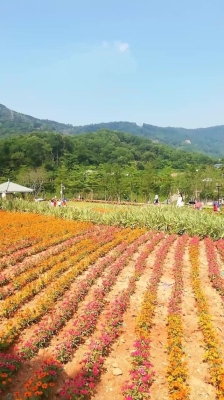 赤峰杜鵑花莊園地址電話號碼-第1張圖片