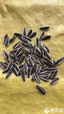 赤峰市葵瓜子批發(fā)電話號碼-第1張圖片