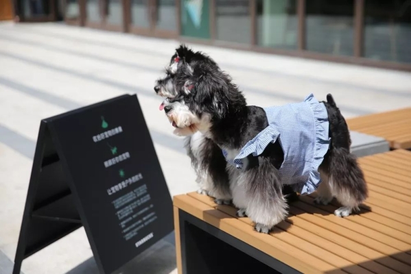 赤峰星巴克寵物店電話號碼-第1張圖片