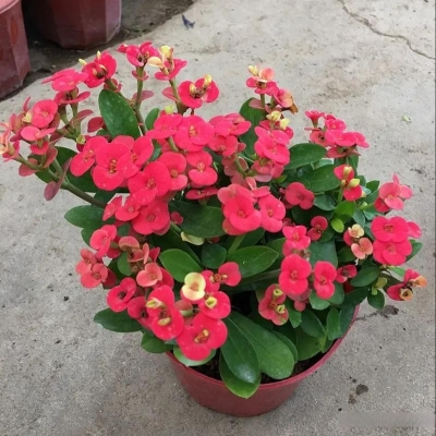 赤峰花町美植店地址電話號碼-第1張圖片