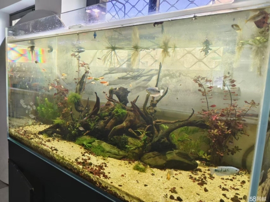 赤峰二手小魚缸轉(zhuǎn)讓電話號(hào)碼-第1張圖片