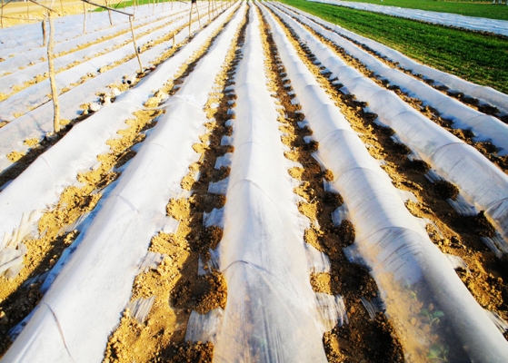 赤峰地膜生產(chǎn)廠家電話號碼-第1張圖片