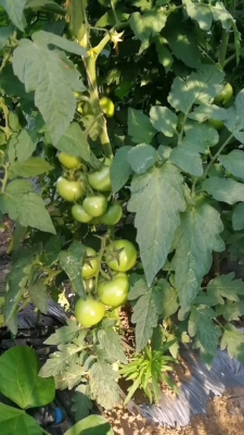 赤峰番茄定植基地電話號碼查詢-第1張圖片