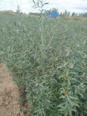 內(nèi)蒙古赤峰沙棘苗圃電話地址是多少-第1張圖片