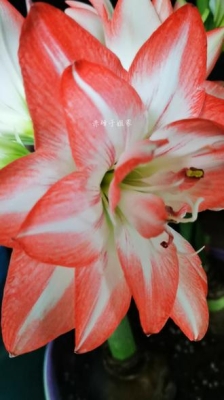 赤峰賣(mài)朱頂紅花的電話號(hào)碼是多少-第1張圖片