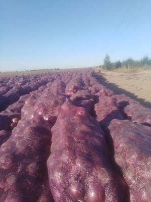 赤峰人工種蔥基地電話(huà)地址查詢(xún)-第1張圖片