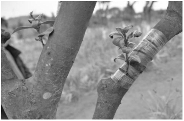 赤峰茶花篩選機定做廠家電話號碼-第1張圖片