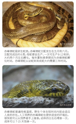 赤峰念寵寵物殯葬電話號(hào)碼查詢-第1張圖片