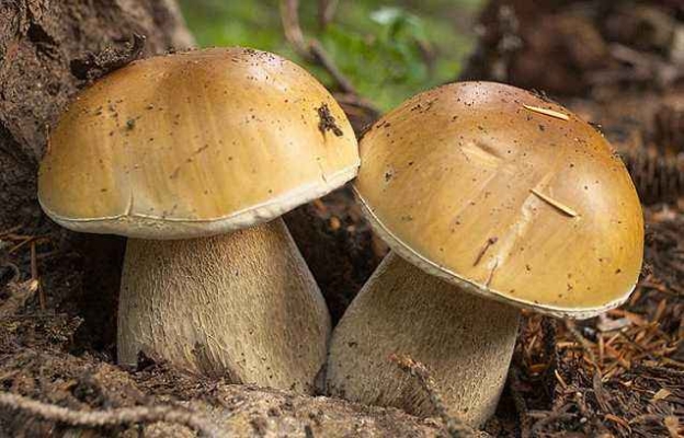 赤峰鴨腿干料批發(fā)電話號碼-第1張圖片