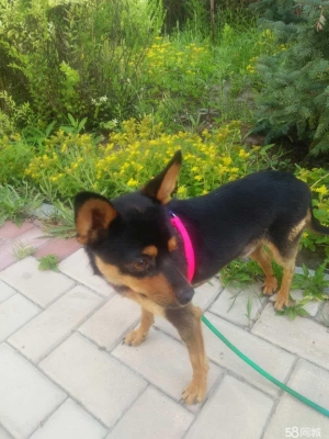 赤峰市狗狗認(rèn)領(lǐng)電話號碼是多少-第1張圖片