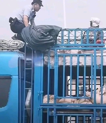 赤峰收大豬老板電話號碼是多少-第1張圖片