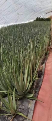 赤峰賣鮮蘆薈的電話號(hào)碼是多少-第1張圖片