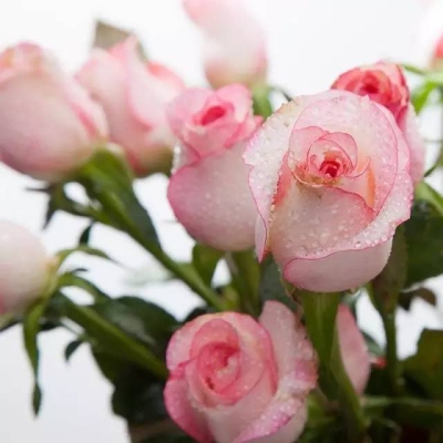 赤峰維西莉亞美容院電話號碼-第1張圖片