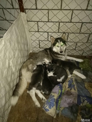 赤峰免費(fèi)送狗電話號(hào)碼是多少-第1張圖片