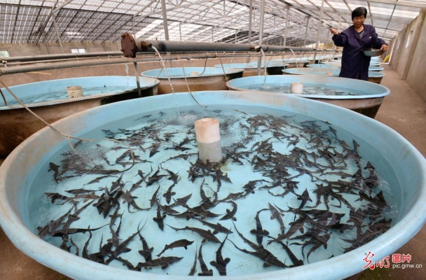 赤峰鱘魚(yú)養(yǎng)殖場(chǎng)電話號(hào)碼查詢-第1張圖片