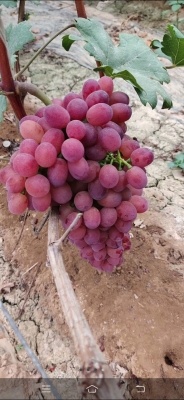 赤峰徐大爺葡萄園電話地址查詢-第1張圖片