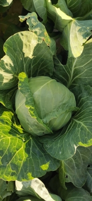 赤峰市哪有甘藍基地呀電話-第1張圖片