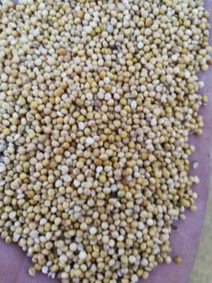 赤峰谷子實體店電話號碼-第1張圖片