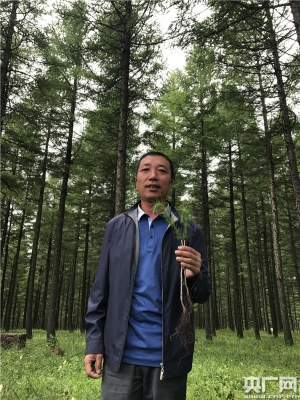 赤峰落葉松苗供應(yīng)電話號碼-第1張圖片