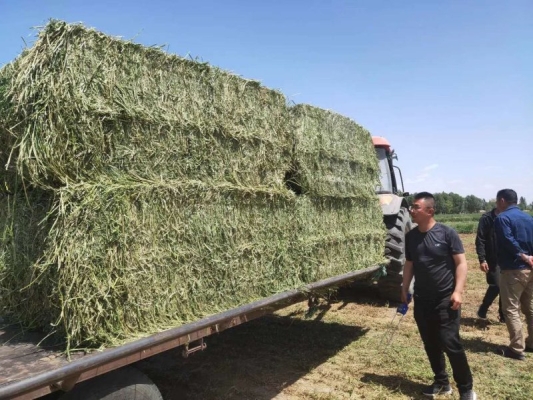 赤峰生產(chǎn)苜蓿草廠家電話號碼-第1張圖片