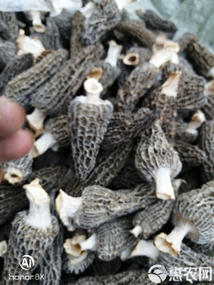 赤峰羊肚菌干貨批發(fā)電話號碼-第1張圖片