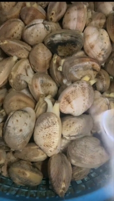 赤峰水產凍品花甲批發(fā)電話號碼-第1張圖片