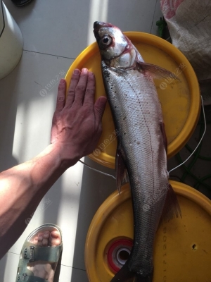 赤峰紅山魚庫在哪里啊電話號碼-第1張圖片