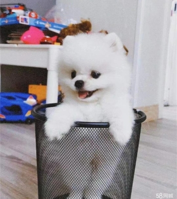 赤峰同城犬舍電話號(hào)碼多少號(hào)-第1張圖片