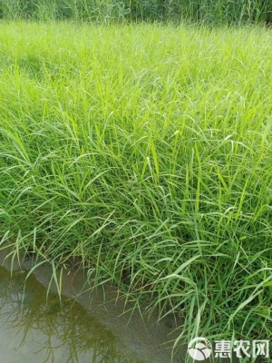 赤峰蘆葦種苗種植基地電話號碼-第1張圖片